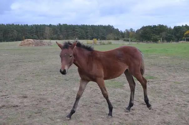 Reitpony- Stute zu verkaufen