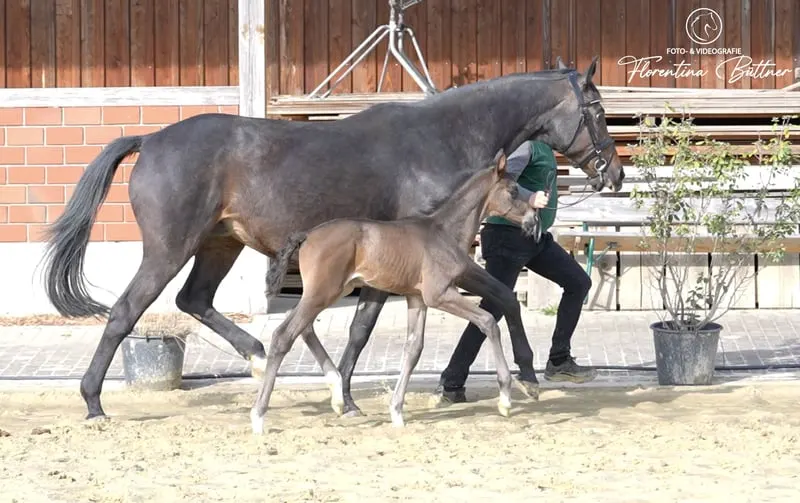 Edles Trakehner-Hengstfohlen mit klarer Leistungsorientierung