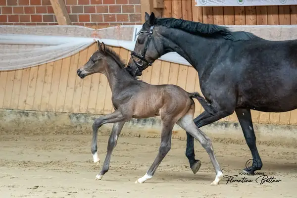 Edles Trakehner-Hengstfohlen mit klarer Leistungsorientierung