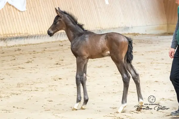 Edles Trakehner-Hengstfohlen mit klarer Leistungsorientierung