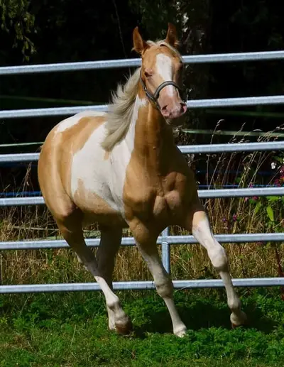 Poulain jument Paint Horse champagne pur