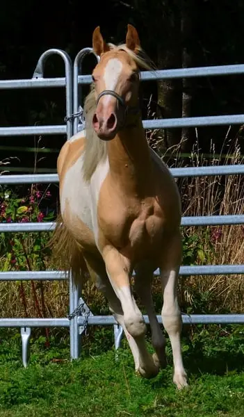 Reinerbig Champagne Paint Horse Stutfohlen