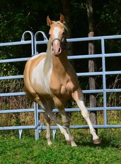 Reinerbig Champagne Paint Horse Stutfohlen