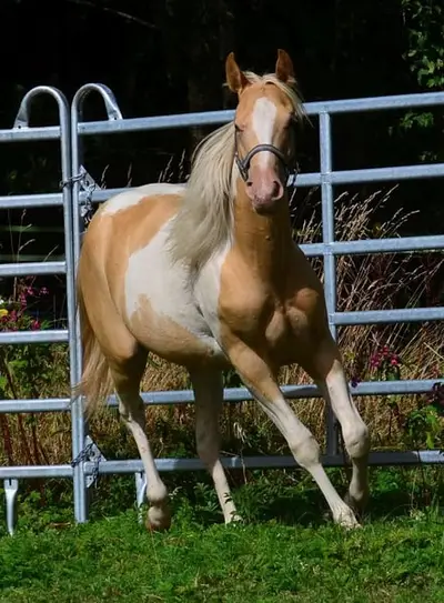 Reinerbig Champagne Paint Horse Stutfohlen