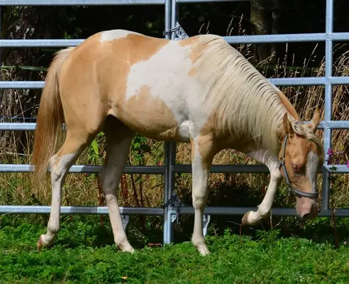 Reinerbig Champagne Paint Horse Stutfohlen