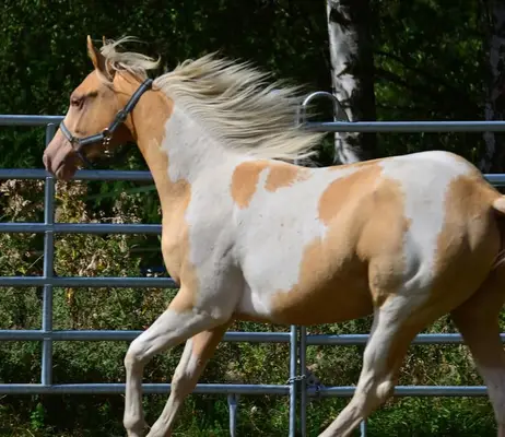 Reinerbig Champagne Paint Horse Stutfohlen