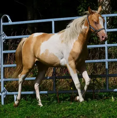 Reinerbig Champagne Paint Horse Stutfohlen