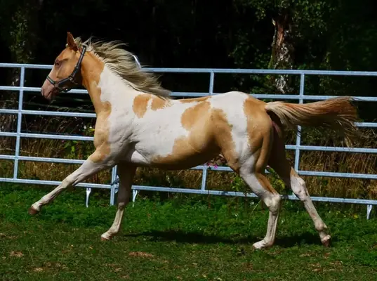 Reinerbig Champagne Paint Horse Stutfohlen
