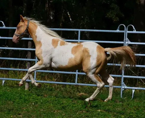 Reinerbig Champagne Paint Horse Stutfohlen