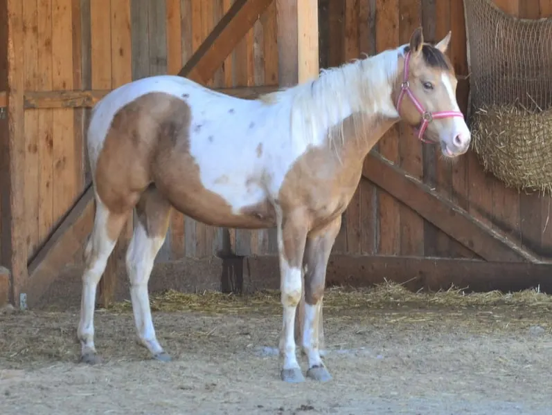 Amber/sable Champagne, homozygot Tobiano Stütchen.