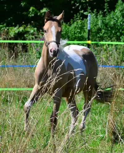 Amber/sable Champagne, homozygot Tobiano Stütchen.