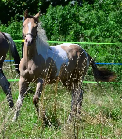 Amber/sable Champagne, homozygot Tobiano Stütchen.