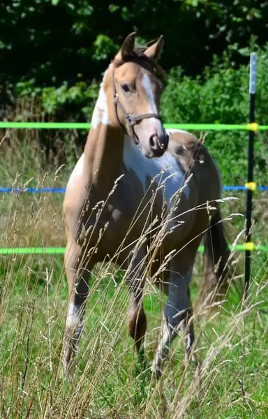 Amber/sable Champagne, homozygot Tobiano Stütchen.