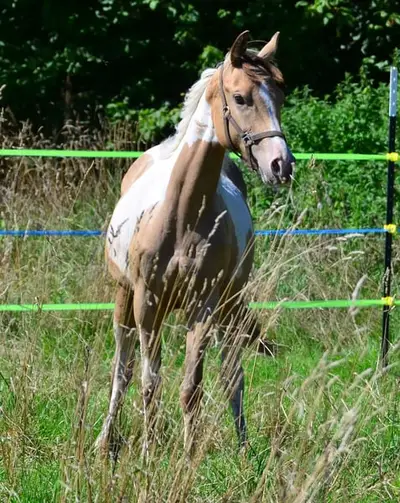 Amber/sable Champagne, homozygot Tobiano Stütchen.