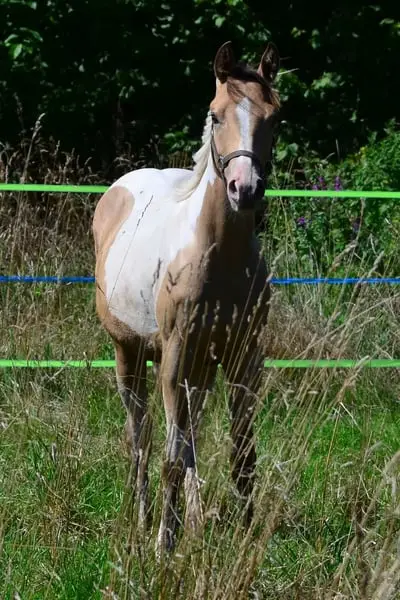 Amber/sable Champagne, homozygot Tobiano Stütchen.