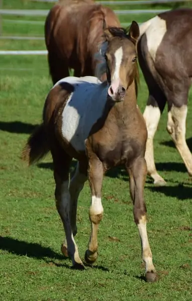 Amber/sable Champagne, homozygot Tobiano Stütchen.
