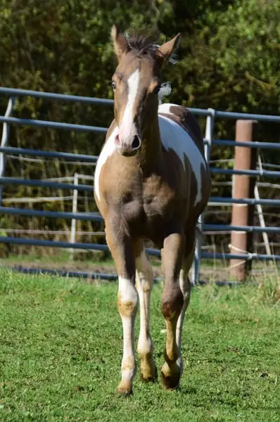 Amber/sable Champagne, homozygot Tobiano Stütchen.