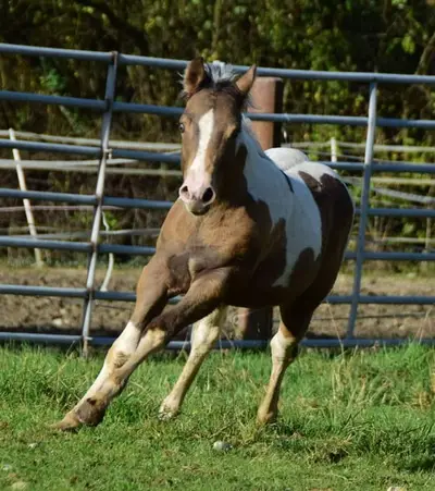 Amber/sable Champagne, homozygot Tobiano Stütchen.