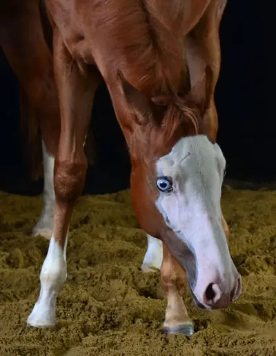 Géniale pouliche aux deux yeux bleus