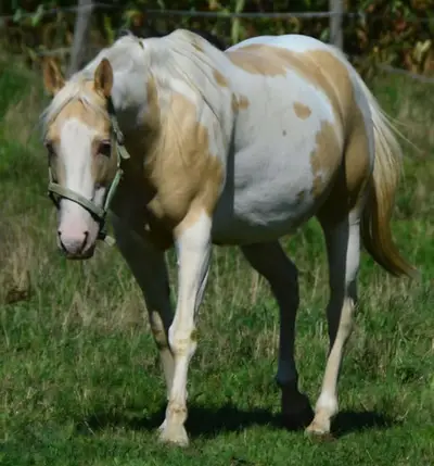 Jument d'élevage, homozygote champagne, gestante
