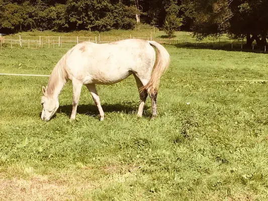 Tersker Stute mit Hengstfohlen