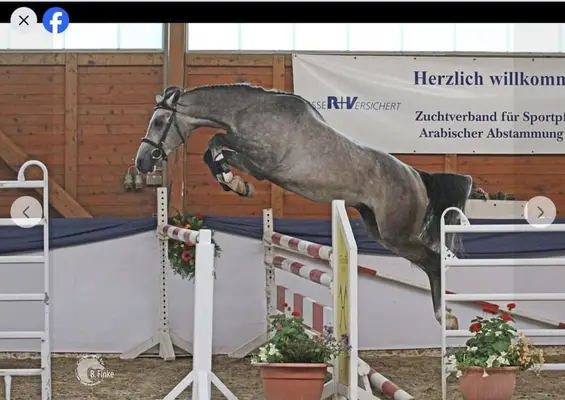 Tersker Stute mit Hengstfohlen