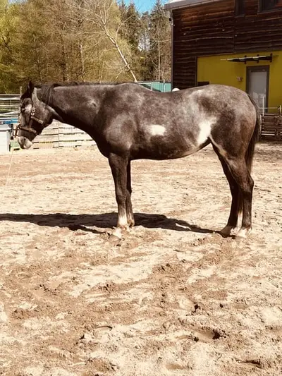 Tersker Stute