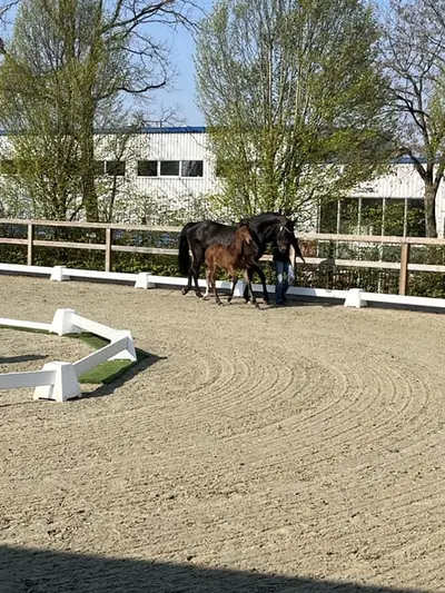 Spring Fohlen für den großen Sport