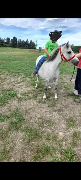 Brave Pony