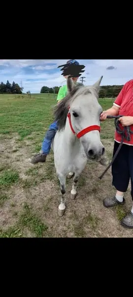 Braves Pony