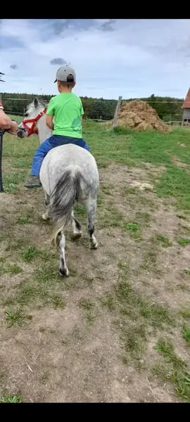 Braves Pony