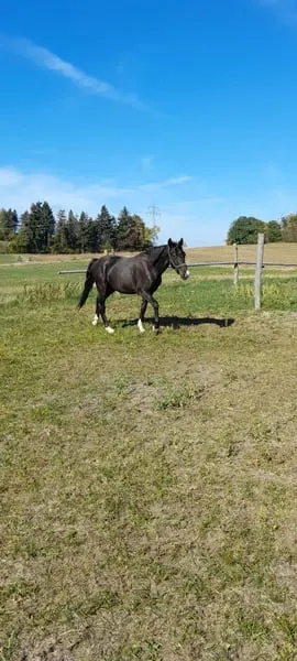 Endmaß Pony