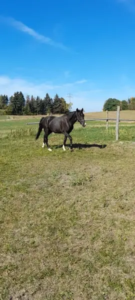 Final Height Pony