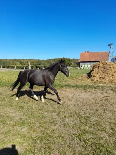 Endmaß Pony