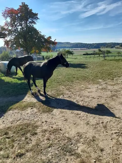 Endmaß Pony