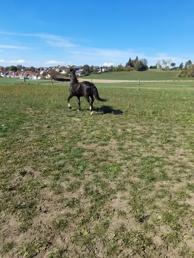 Endmaß Pony