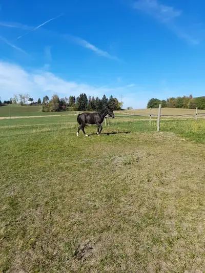 Endmaß Pony