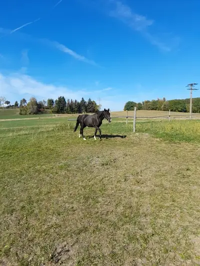 Endmaß Pony