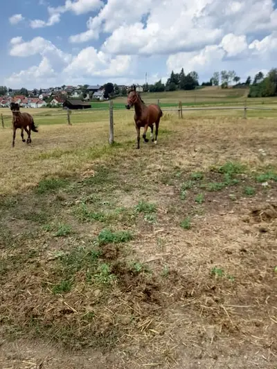 Nice mare
