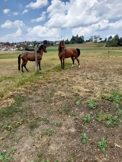 Schöne Stute