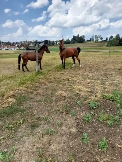 Schöne Stute