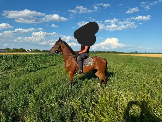 Schöne Stute