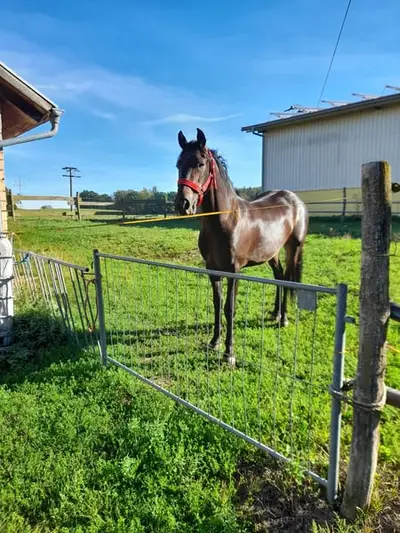 Black Gelding