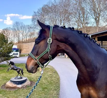 Top Amateurpferd Sprpf.M platz.