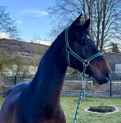 Top Amateurpferd Sprpf.M platz.