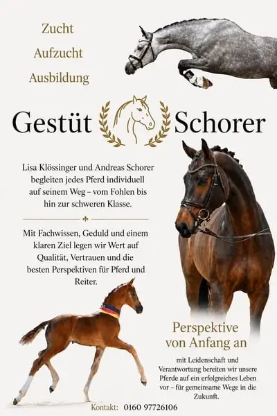 Aufzucht von Hengst- & Stutfohlen mit All-Inclussive-Service