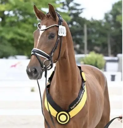 Tolle Stute mit Championatsqualität