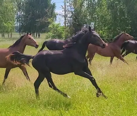 Bewegungsstarker Jährlingshengst