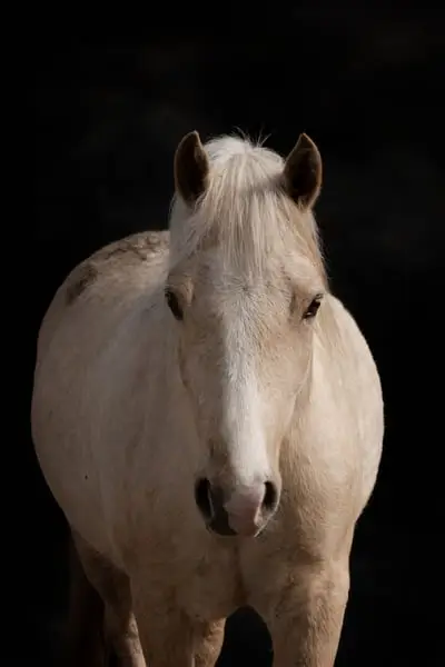 Gerittene, schicke, liebe Welsh-Cob Stute, 5 Jahre, Palomino
