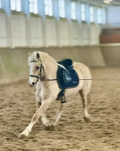 Gerittene, schicke, liebe Welsh-Cob Stute, 5 Jahre, Palomino
